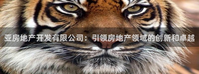 永利睹钱