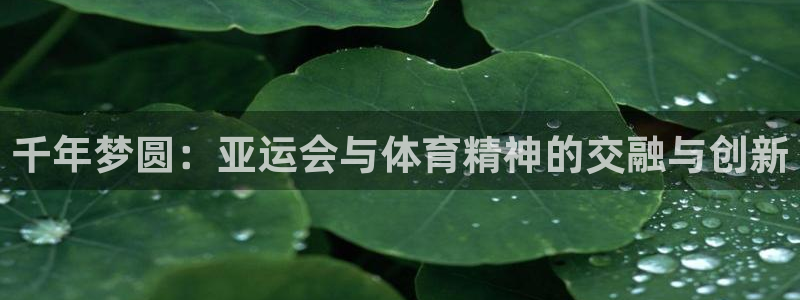 动感熊猫体育公园